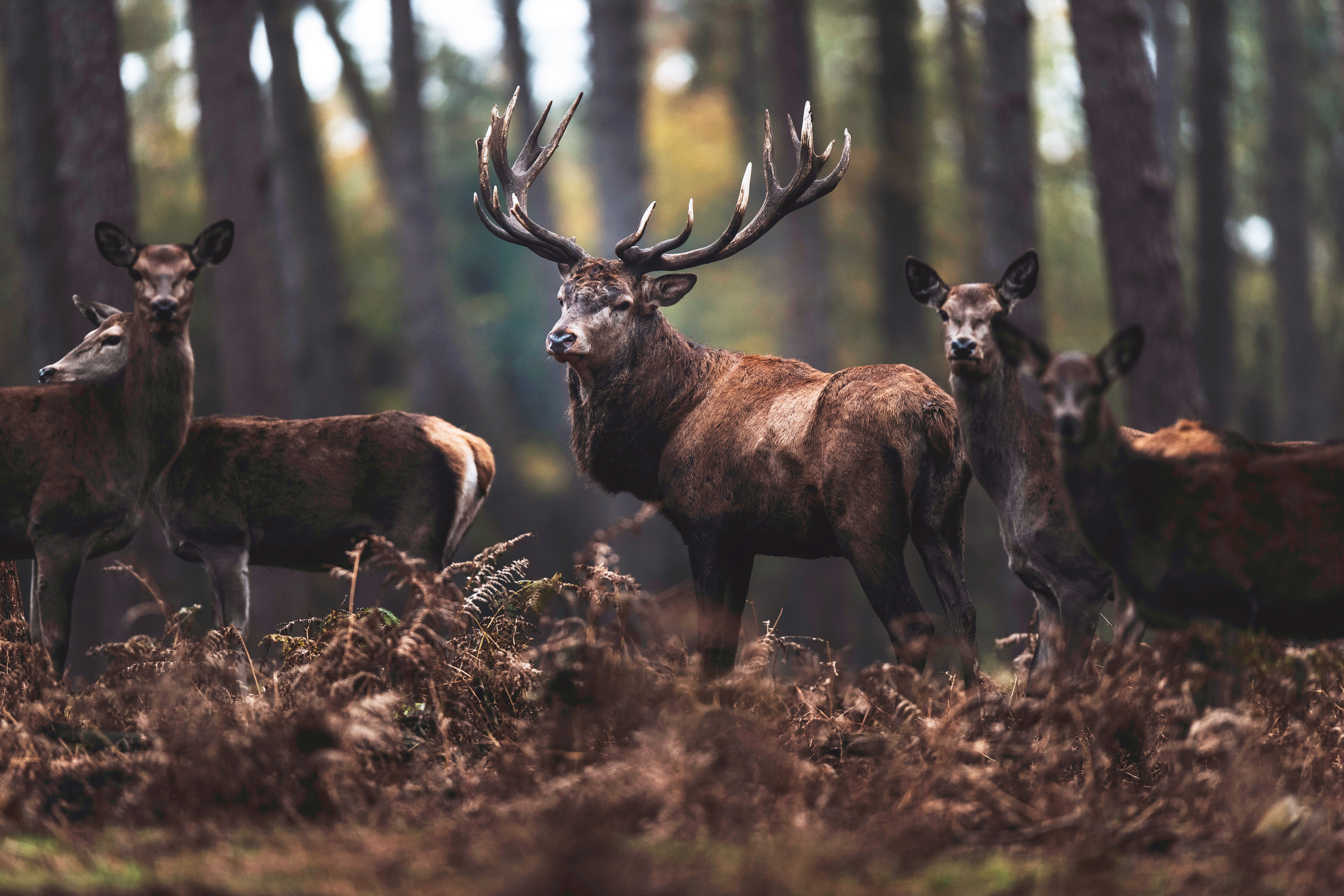 Red deer stag with hinds in autumn forest